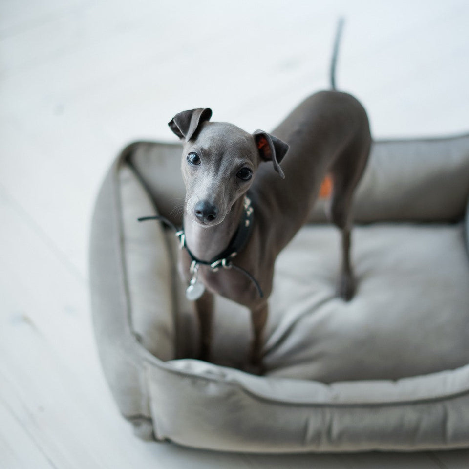 Chester & Lee | Classic Velvet Sleeper Dog Bed Gray