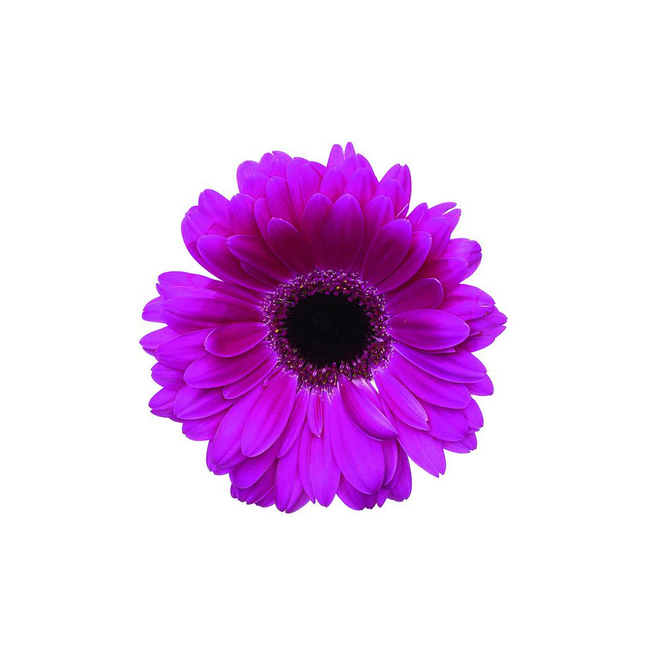 Acrylic picture - Gerbera Flower 30"