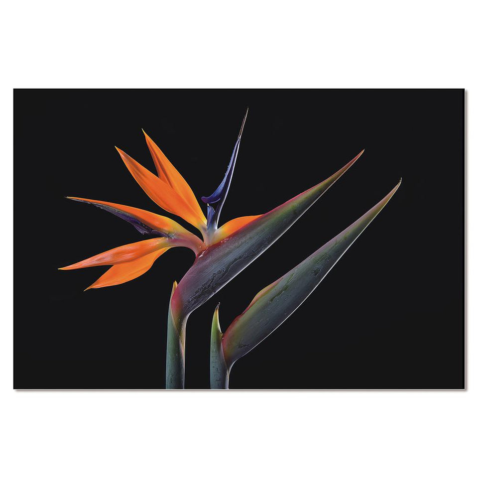 Acrylic picture of Birds of paradise flowers isolated on a black background