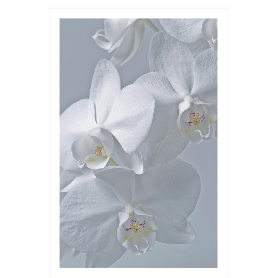 Acrylic picture of white orchid flowers in close view 48 x 30